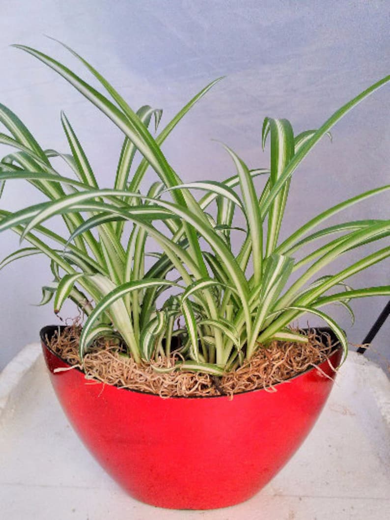 With Pot 9x5/'/' Inches 5/'/' Tall Ocean Spider Plant FREE SHIPPING