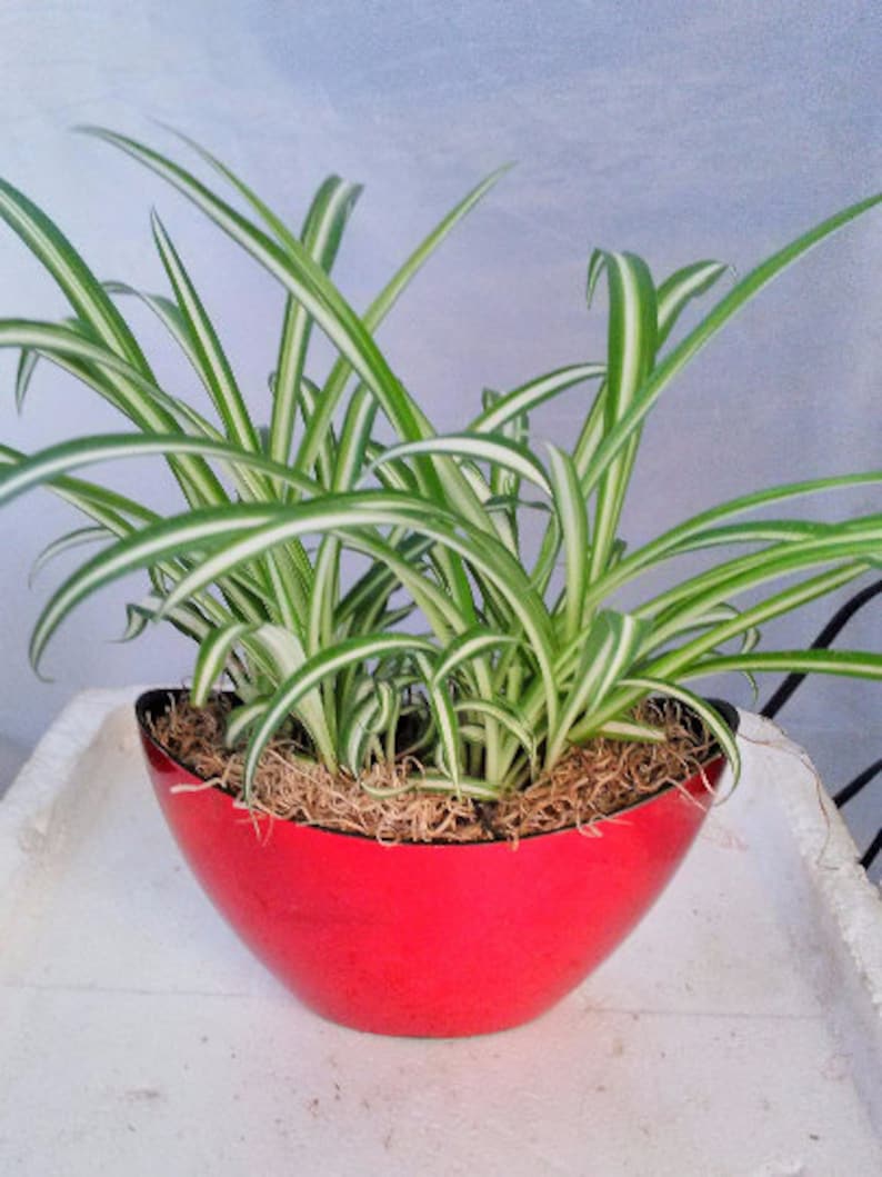 With Pot 9x5/'/' Inches 5/'/' Tall Ocean Spider Plant FREE SHIPPING