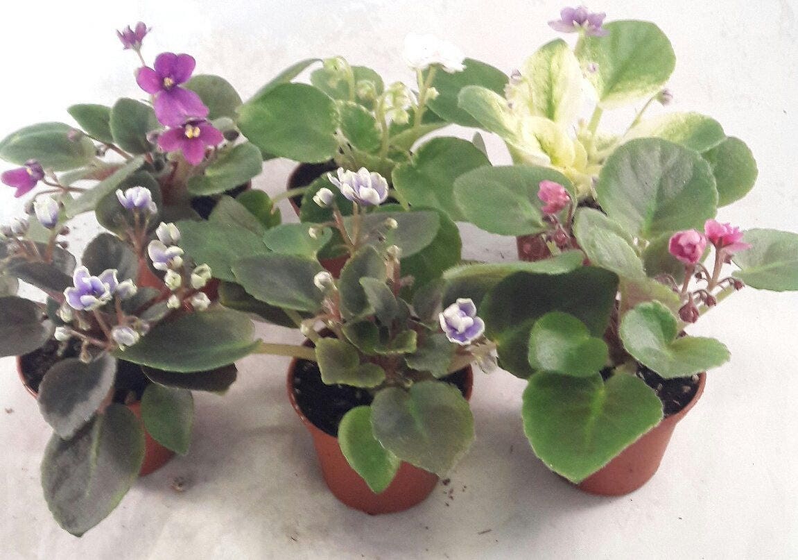 Miniature African Violet 5 Plants/2 Pot Great for | Etsy