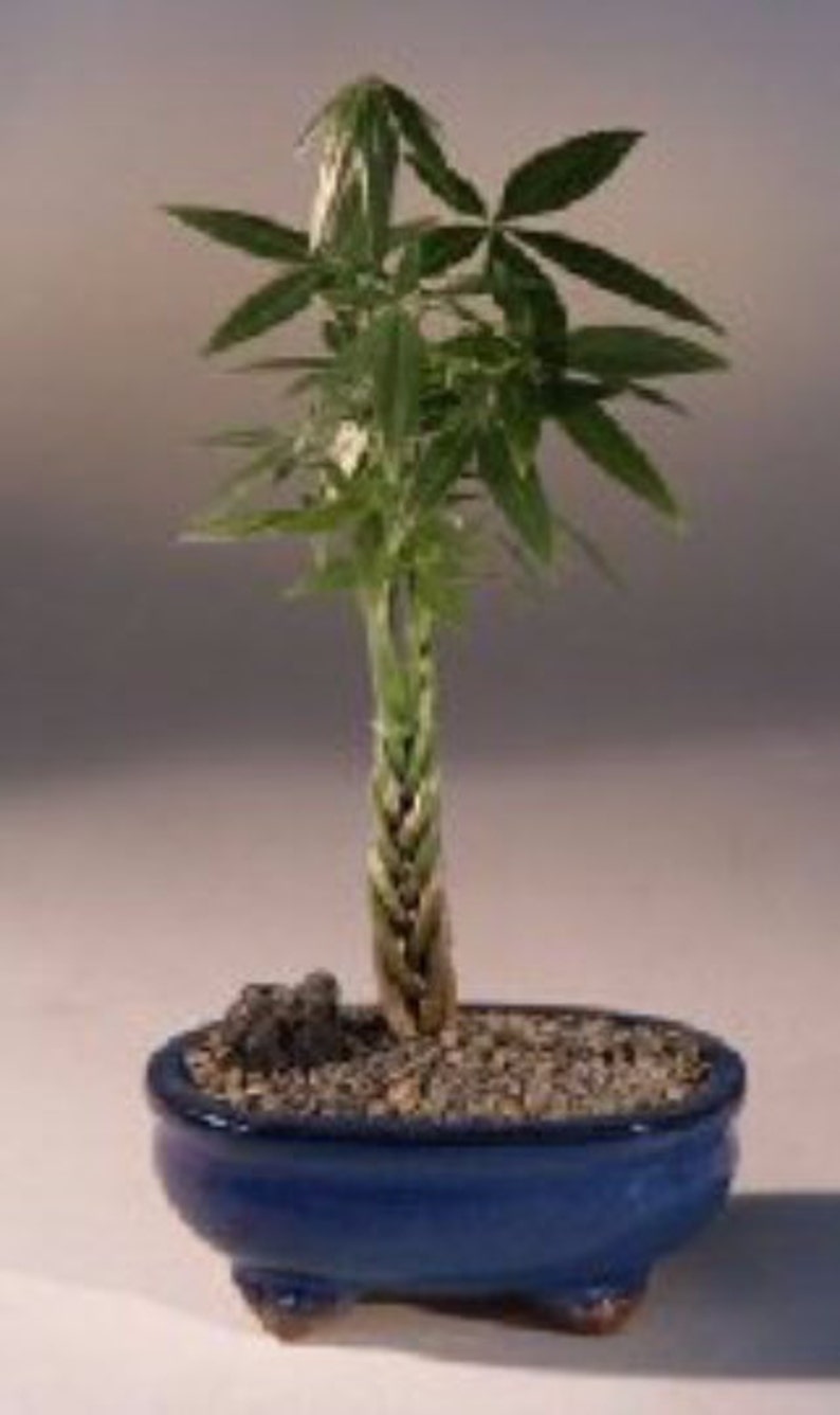 Money Bonsai Tree Good Luck Tree Pachira Aquatica Free Shipping - 
