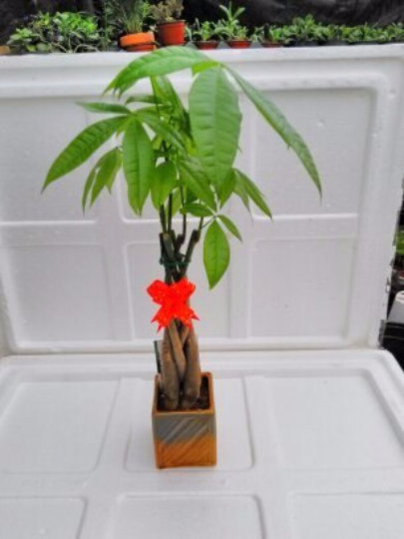 Live Lucky 5 Braided Money Tree Into 1 Pachira With Handmade Ceramic Pot Plants Free Shipping - 