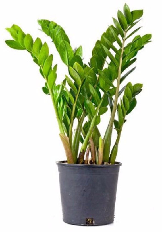 Rare ZZ PlantZamioculcas zamiifolia House Plant Bonsai Etsy