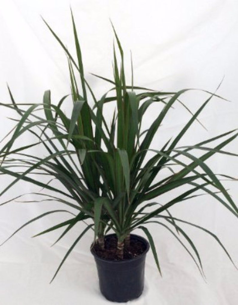 Madagascar Dragon Tree FREE SHIPPING Dracaena marginata 6 Pot
