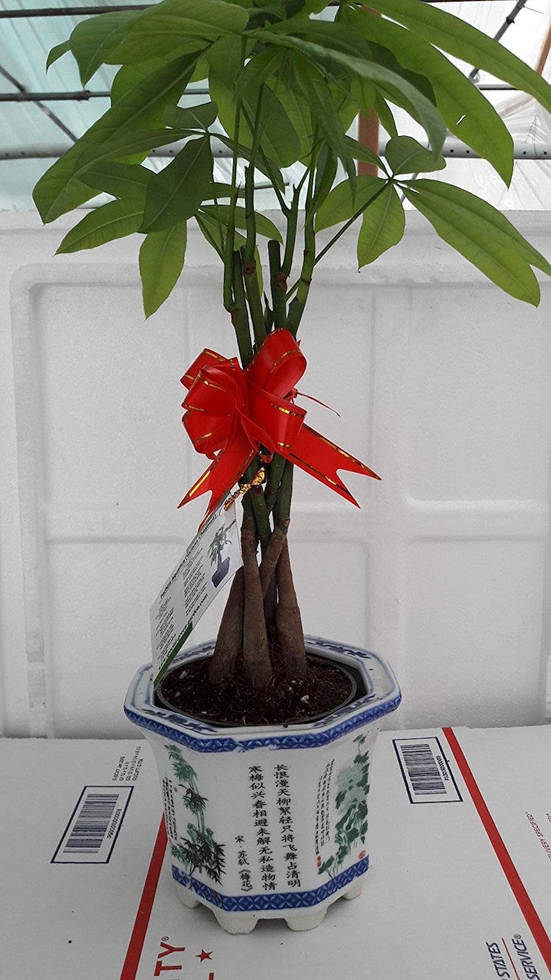 Braided Money Tree Pachira 4 Pot With Vase Lucky - 