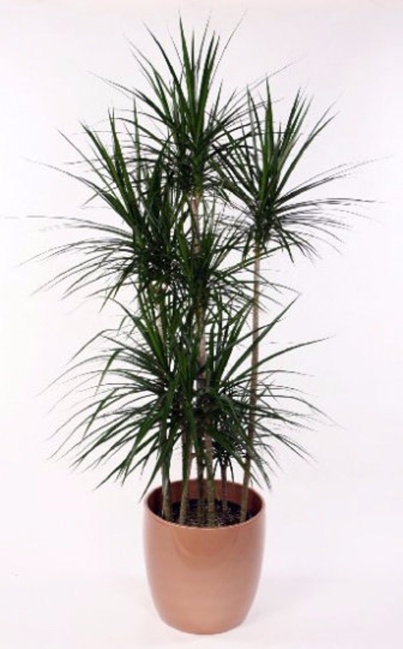 Madagascar Dragon Tree FREE SHIPPING Dracaena marginata 6 Pot