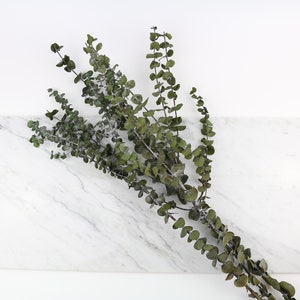 grüner, konservierter Eukalyptus baby blue Zweig in ca. 60 cm Länge Trockenblumen Eucalyptus  zum Dekorieren & Basteln