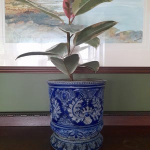 May include: A Ficus elastica 'Ruby' plant in a blue and white ceramic pot. The plant has large, oval leaves with green, pink, and cream hues. The pot features an embossed design. A framed landscape painting is visible in the background.