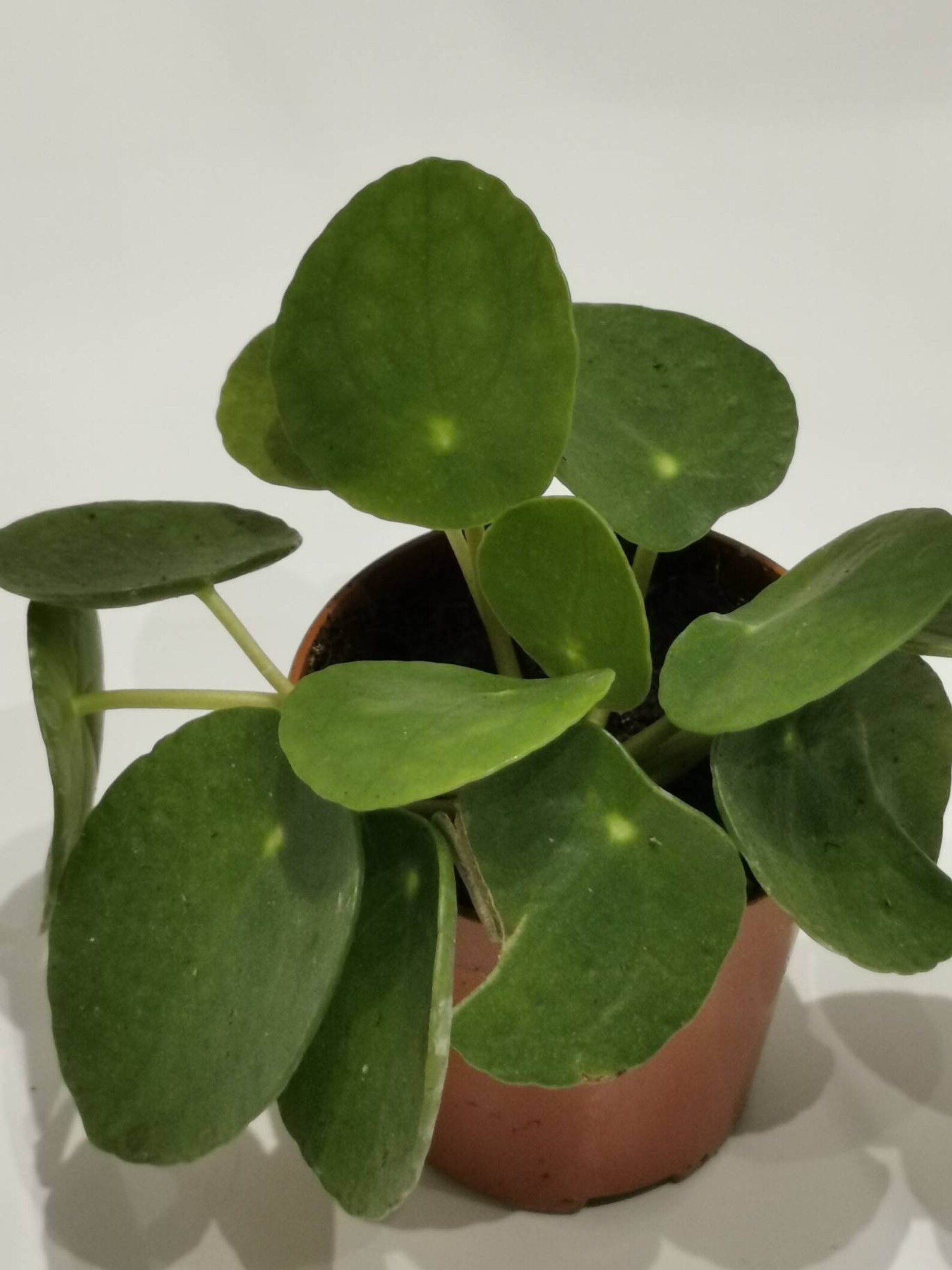 Pilea Peperomioides Chinese Money Plant Pancake Plant Etsy UK