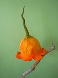 Beautiful bell shaped hat Yellow Orange bell Flower hat Pumpkin flower Pixie hat Theater hat Carnival hat product logo