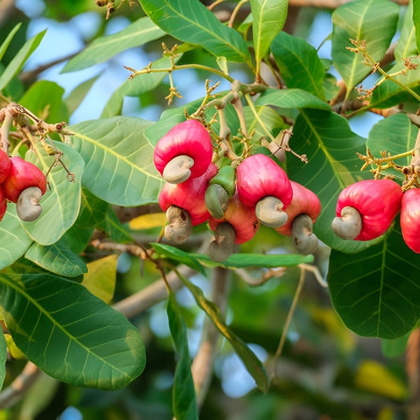 Cashew-Samen, frische Samen, unbehandelt zum Sähen, Cashewbaum Samen, Ernten Sie Ihre eigenen Nüsse!