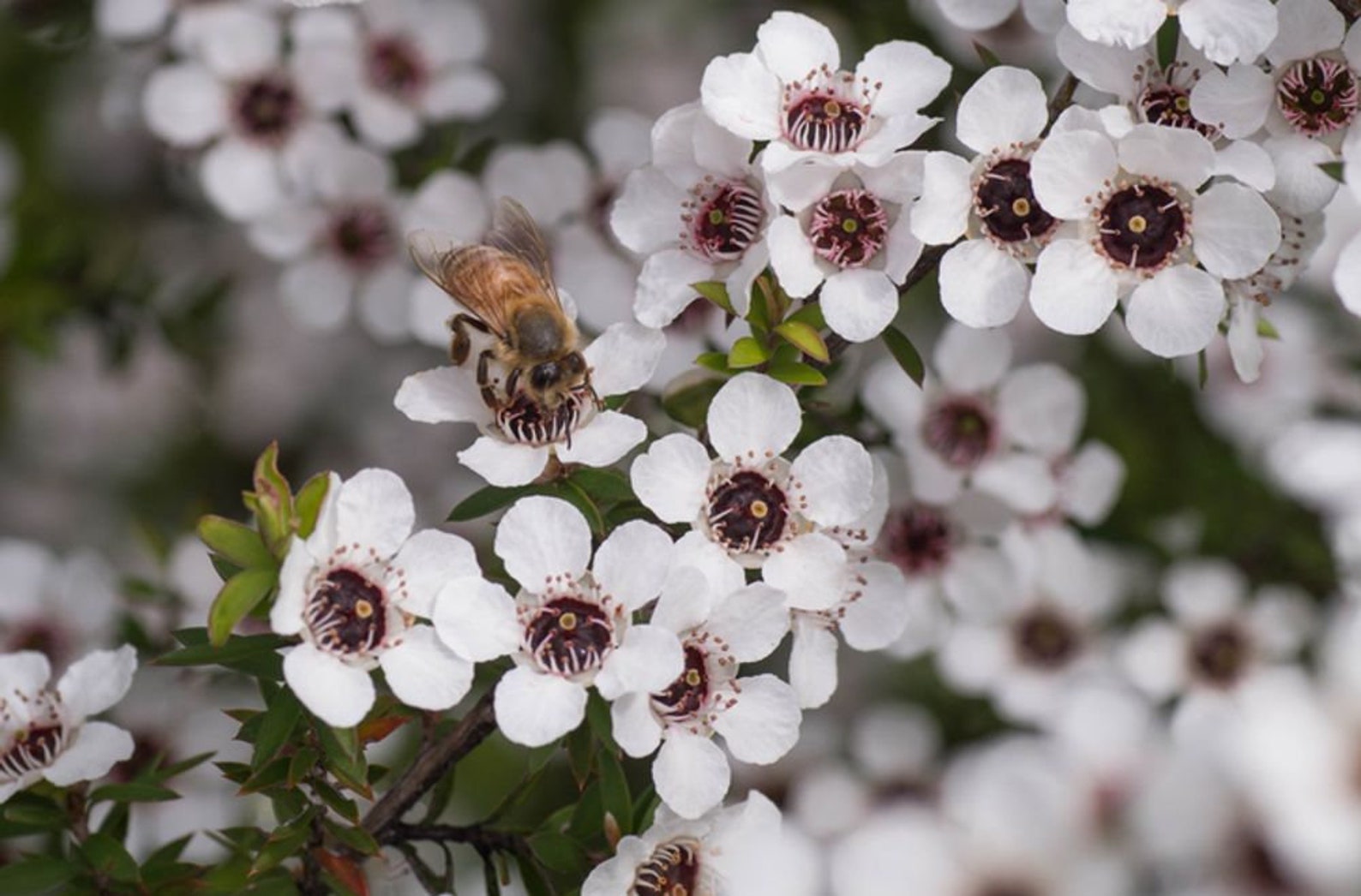 Südseemyrte Leptospermum scoparium 10 Samen Teebaum Manuka Etsy