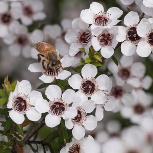 Leptospermum Scoparium Seeds Manuka Tea Tree Bonsai Etsy