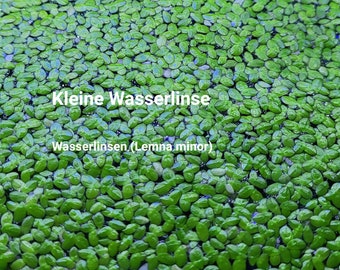 Lemna Minor, duckweed, aquarium plants, algae killer, reduce nitrate, reduce ammonium, reduce algae