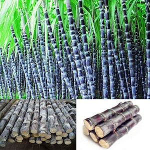 Canne à sucre, les graines produisent beaucoup de sucre, ont un aspect très décoratif comme le bambou, peuvent atteindre 5 mètres de haut ! donné. Germe immédiatement !