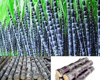 Sugar cane, seeds produce a lot of sugar, looks very decorative, similar to bamboo, can grow up to 5 meters tall! Germinates immediately!