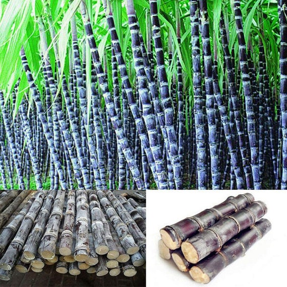 Sugar Cane Seed Produces a Lot of Sugar Looks Very Etsy UK