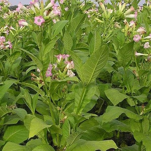 Farmer's tobacco Nicotiana tabacum, tobacco seeds, 10 seeds of the tobacco plant farmer's tobacco, DIY cigars or cigarettes or pipe tobacco