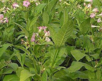 Farmer's tobacco Nicotiana tabacum, tobacco seeds, 10 seeds of the tobacco plant farmer's tobacco, DIY cigars or cigarettes or pipe tobacco