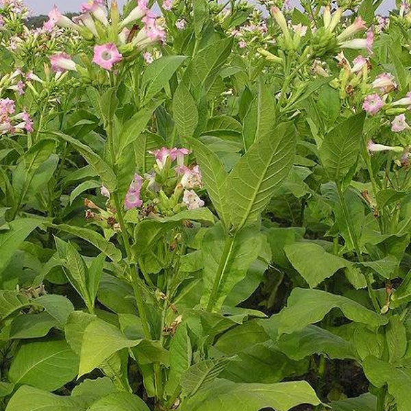 Boerentabak Nicotiana tabacum, tabakszaden, 10 zaden van de tabaksplant boerentabak, doe-het-zelf sigaren of sigaretten of pijptabak