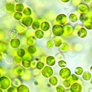 Chlorella algae phytoplankton, live culture, breeding algae, food algae for fish, snails, shrimps, superfood, rich in vitamin A B1 B3 image 1