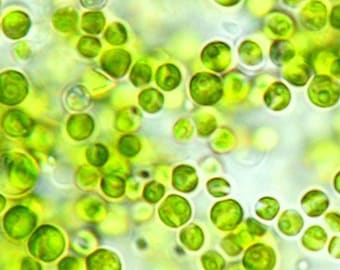 Chlorella algae phytoplankton, live culture, breeding algae, food algae for fish, snails, shrimps, superfood, rich in vitamin A - B1 - B3