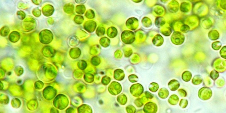 Chlorella algae phytoplankton, live culture, breeding algae, food algae for fish, snails, shrimps, superfood, rich in vitamin A B1 B3 image 1