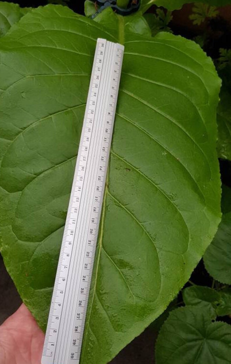 Virginia Gold Tobacco Seeds Tabaksplant 10 Zaden Virginia Etsy Nederland