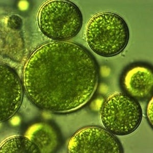 Chlorella algae phytoplankton, live culture, breeding algae, food algae for fish, snails, shrimps, superfood, rich in vitamin A B1 B3 image 2