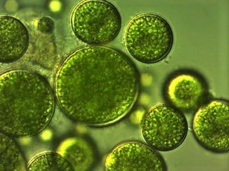 Chlorella algae phytoplankton, live culture, breeding algae, food algae for fish, snails, shrimps, superfood, rich in vitamin A B1 B3 image 2