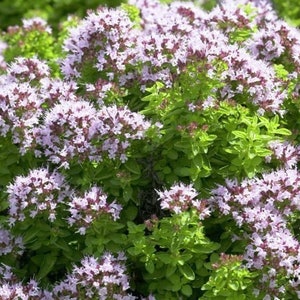 Origanum Vulgare Samen, Oregano Pflanze Samen, Sehr ergiebig,Winterhart,Mehrjährig, zum Würzen oder Tinkturen aus dem Oregano oder Oreganoöl