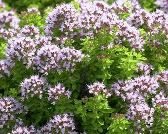 Origanum Vulgare Seeds, Oregano Plant Seeds, Very productive, Hardy, Perennial, for seasoning or tinctures from oregano or oregano oil