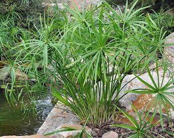 Cyperus seeds, Cyperus Glaber, outdoor Cyperus, papyrus plant hardy, paper production, aquarium plant, biopool, wastewater treatment