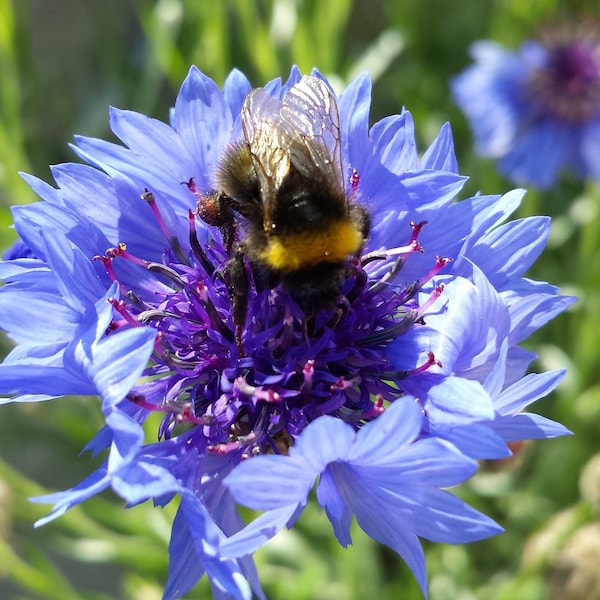 Blue cornflower (Centaurea Cyanus), bee pasture, very sugary, medicinal plant, served as a medicinal plant, tea 3000 years ago