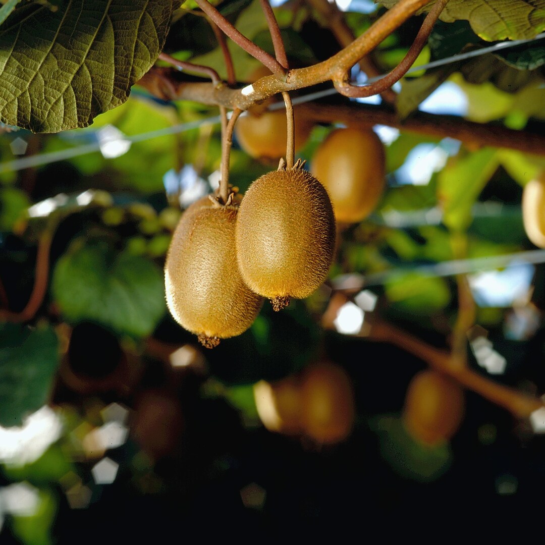 Kiwi Actinidia Chinensis Hayward Grün Samen, aus Neuseeland, Große