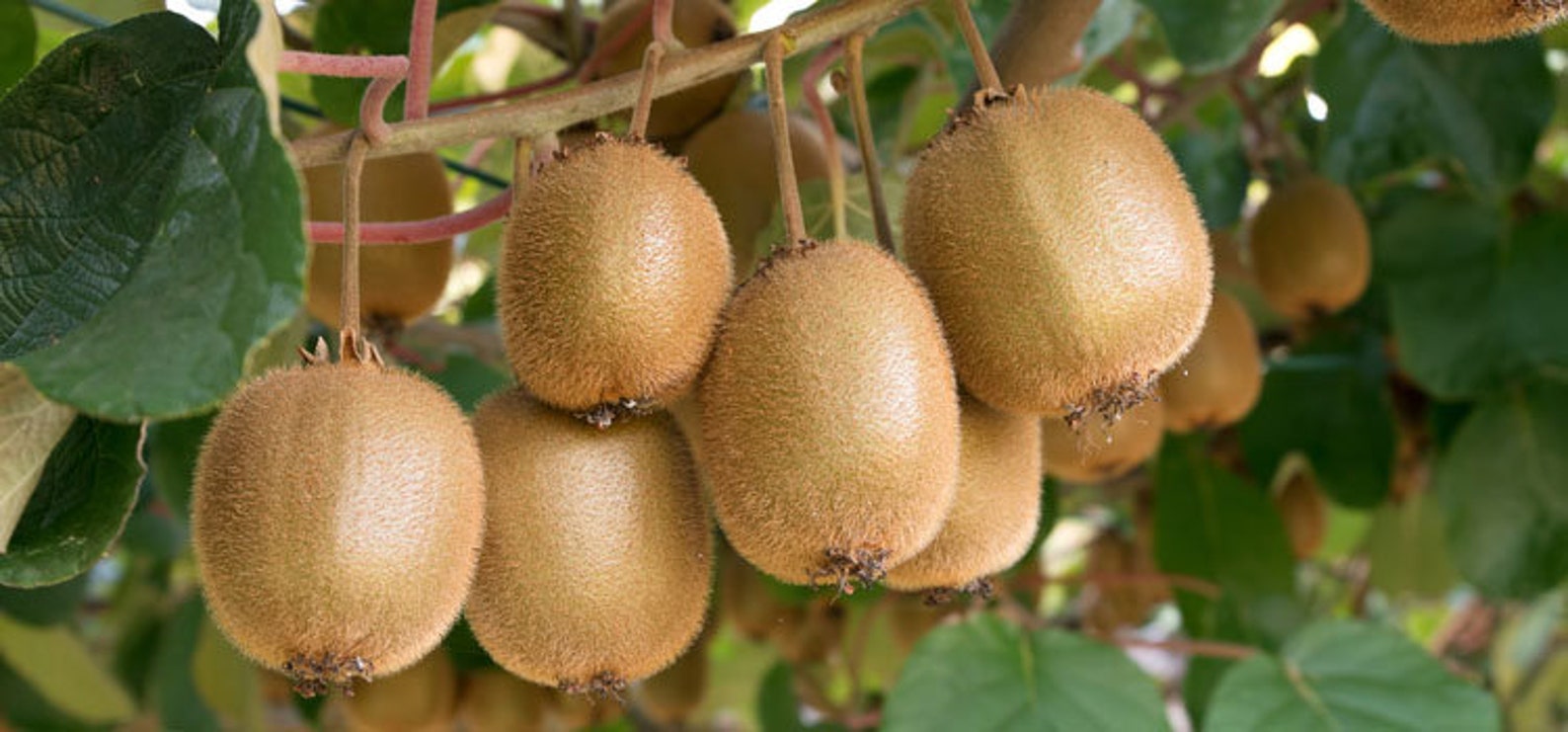 Kiwi Actinidia Chinensis Hayward Grün Samen, aus Neuseeland, Große