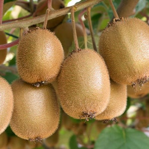 Kiwi Actinidia Chinensis Hayward Grün Samen, aus Neuseeland, Große