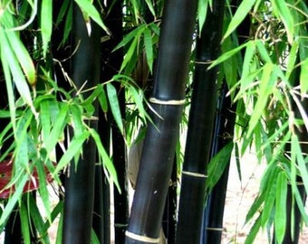 Schwarzer Bambus Winterhart, Phyllostachys Nigra Winterhart bis -25 C, Schwarzer Stamm, sehr dekorativ, Sichtschutz, Papierherstellung