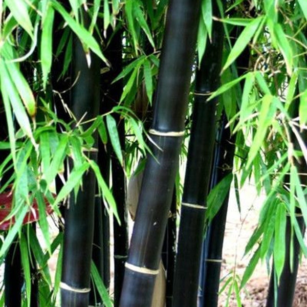 Schwarzer Bambus Winterhart, Phyllostachys Nigra Winterhart bis -25 C, Schwarzer Stamm, sehr dekorativ, Sichtschutz, Papierherstellung