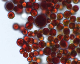 Blood rain algae, Haematococcus pluvialis, phytoplankton, live culture, research, astaxanthin, breeding, feed algae, fish, corals, superfood, amino acids