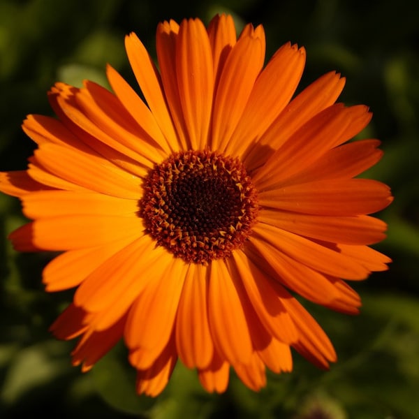 Calendula Officinalis, Ringelblume Samen , Naturheilkunde, Kosmetikherstellung, Cremehestellung, Anthroposophie, Homöopathie