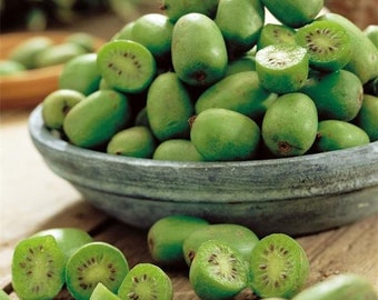 Kiwi Actinidia Arguta Seeds, Snack Mini Kiwi Berries, Hardy, Fresh Seeds Only