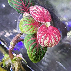 Aquarium plants, terraforming plants, various to choose from