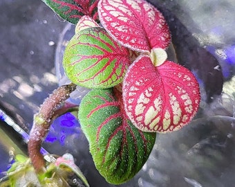 Aquarium plants, terraforming plants, various to choose from