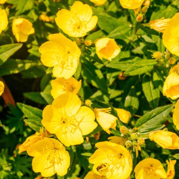 Graines d'onagre (Oenothera biennis), 1000x graines, plante épicée