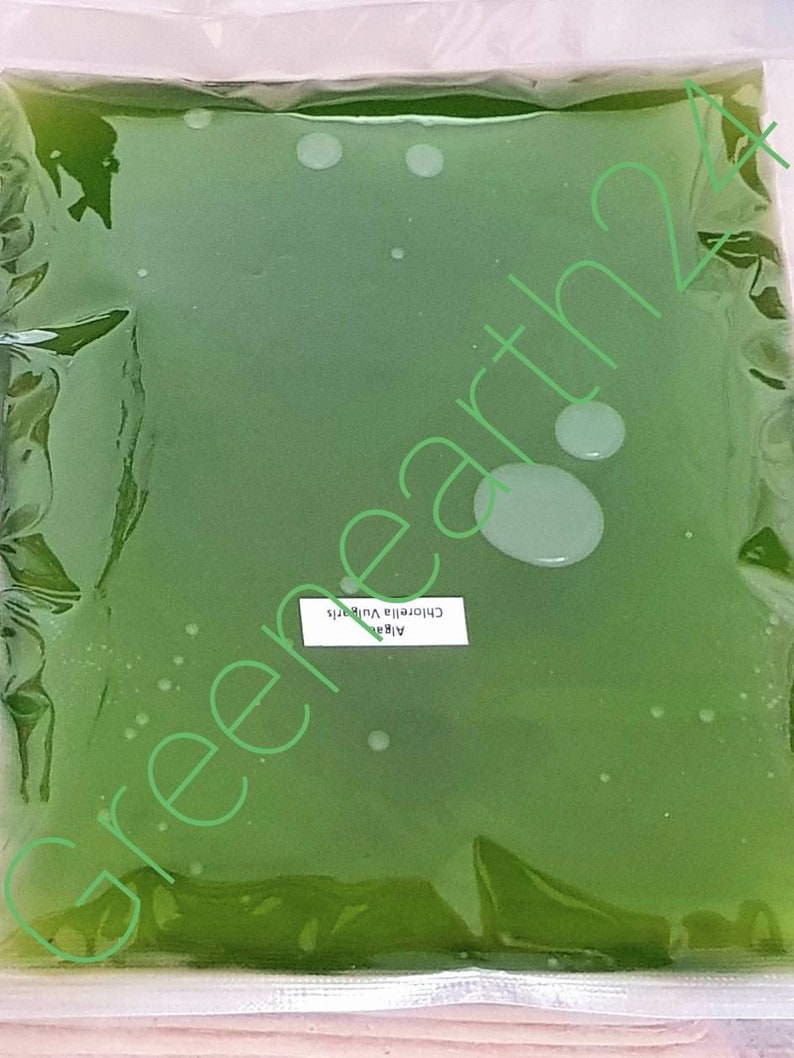 Chlorella algae phytoplankton, live culture, breeding algae, food algae for fish, snails, shrimps, superfood, rich in vitamin A B1 B3 image 5
