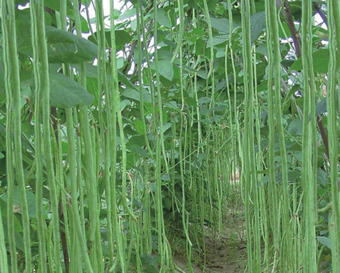 Meter bean asparagus bean Super Long Beans 1 meter bean Etsy
