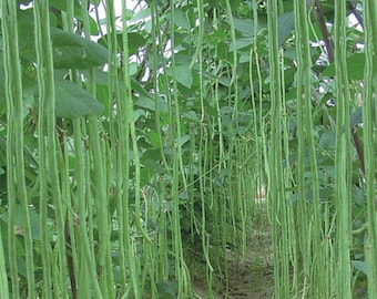 50 Graines Vigna unguiculata sesquipedalis Chinese bean seeds Yard Long Beans 