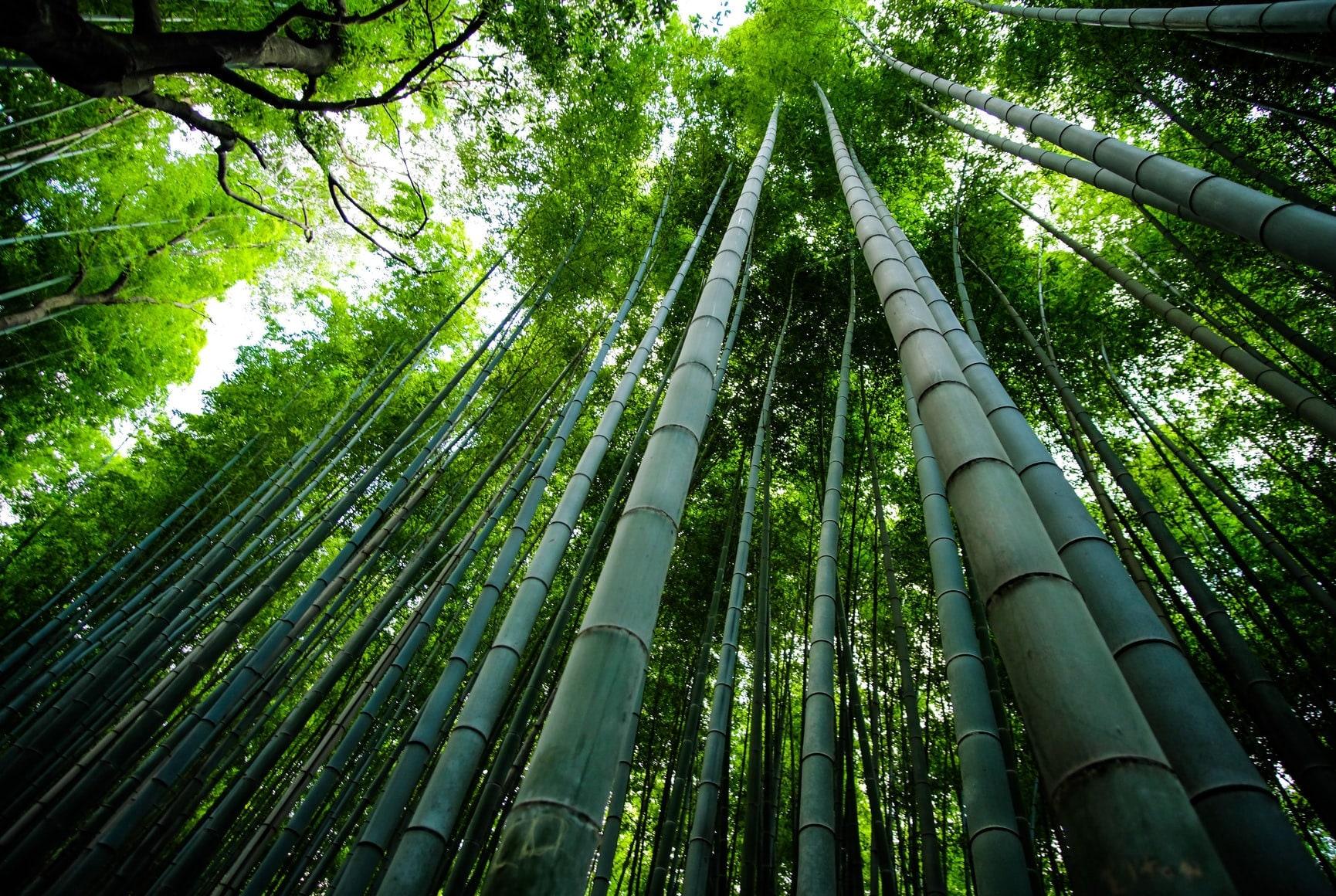 Bastoncini Bamboo,50 pcs Bastoncini Legno per Lavoretti Strisce di Bambù  (v8C)
