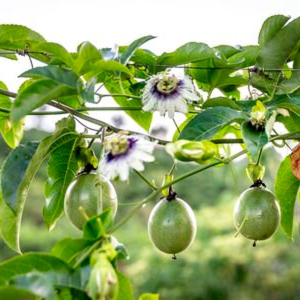 Passiflora edulis f. edulis, Maracuja, Rankpflanze, leckere Aromatische Maracuja, essbare Früchte der Passionsblume Maracuja, Passionsfrucht