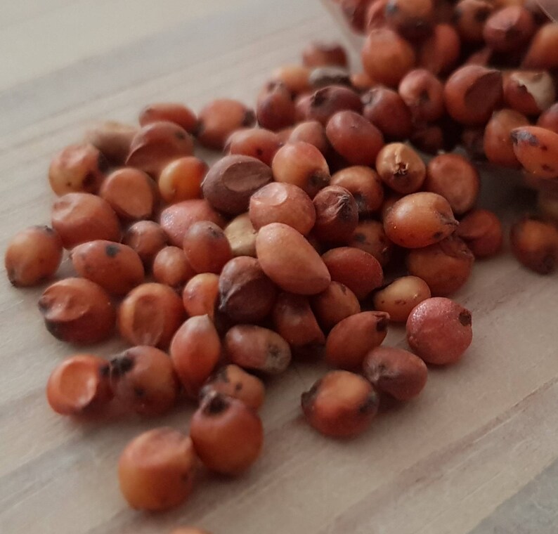 Sugar cane seed produces a lot of sugar looks very Etsy